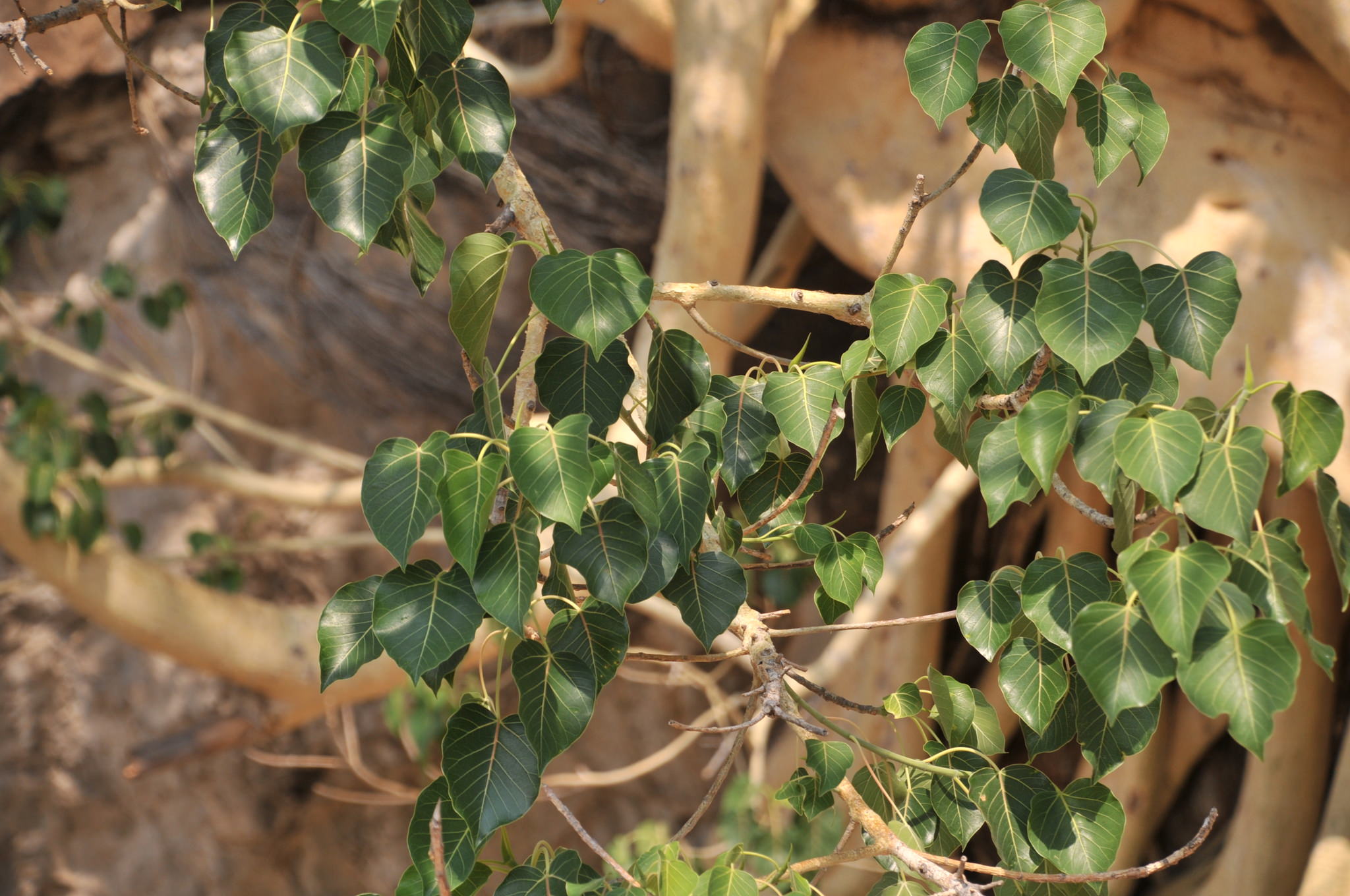Ficus petiolaris